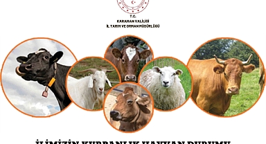 İLİMİZDE KURBANLIK HAYVAN DURUMU