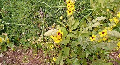 KARADAĞ BALI İÇİN ORGANİK SERTİFİKA ÇALIŞMALARINA BAŞLANDI