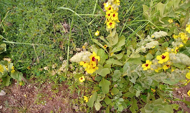 KARADAĞ BALI İÇİN ORGANİK SERTİFİKA ÇALIŞMALARINA BAŞLANDI
