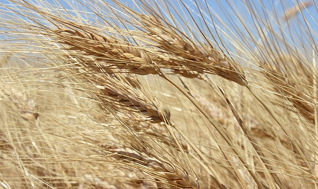 BİÇERDÖVER KONTROLLERİ BAŞLADI