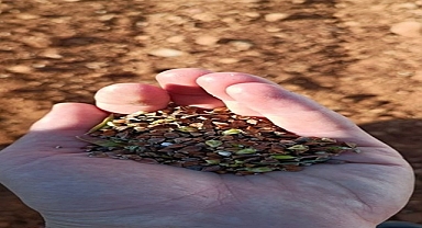 KARABUĞDAY HASADI BAŞLADI