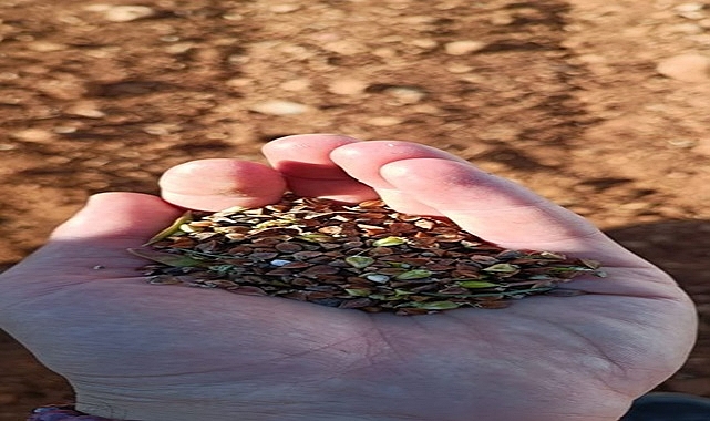 KARABUĞDAY HASADI BAŞLADI