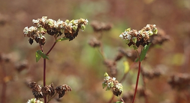 KARABUĞDAY HASADI YAPILDI