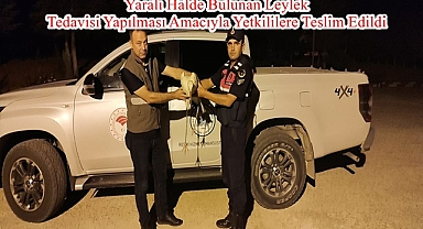 Yaralı Halde Bulunan Leylek Tedavisi Yapılması Amacıyla Yetkililere Teslim Edildi