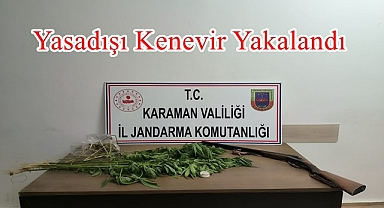 Yasadışı Kenevir Yakalandı