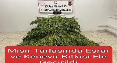 Mısır Tarlasında Esrar ve Kenevir Bitkisi Ele Geçirildi