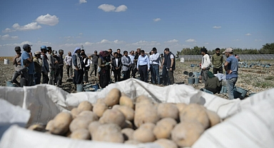Patates Hasadı