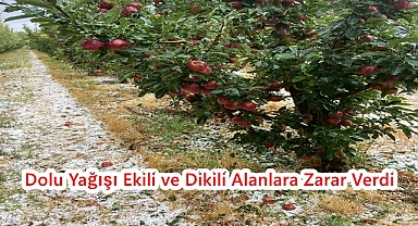Dolu Yağışı Ekili ve Dikili Alanlara Zarar Verdi