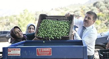 Karaman'da Zeytin Hasadı Başladı.