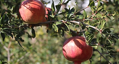 NARLIDERE KÖYÜNDE NAR HASADI ZAMANI