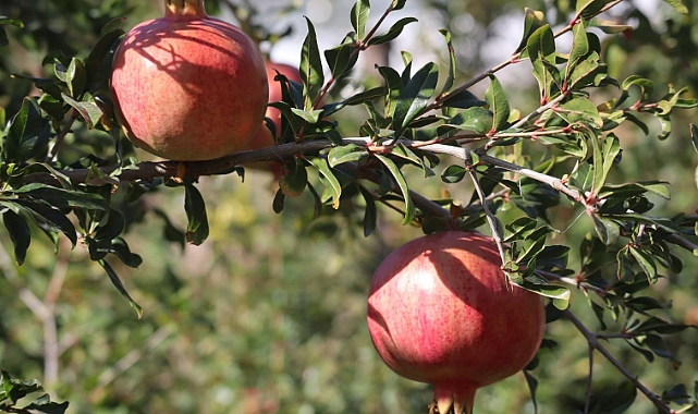 NARLIDERE KÖYÜNDE NAR HASADI ZAMANI