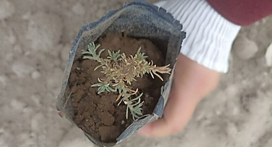 BURUNOBA VE HAMİDİYE MERALARI YEŞERECEK