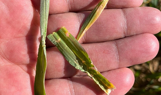 AYRANCI İLÇESİNDE HUBUBAT ÜRETİM ALANLARIMIZ KONTROL EDİLDİ