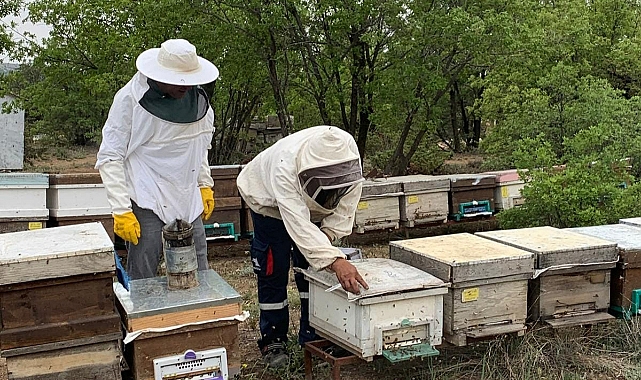ARICILIK SEZONU BAŞLIYOR