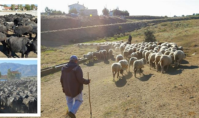 ÇİFTÇİLERE 445 MİLYON LİRALIK TARIMSAL DESTEK ÖDEMESİ YAPILIYOR