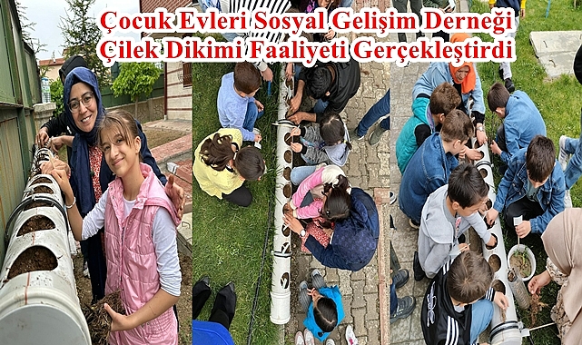 Çocuk Evleri Sosyal Gelişim Derneği Çilek Dikimi Faaliyeti Gerçekleştirdi