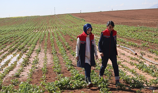Dolu Afetinde Zarar Gören Alanlarda İncelemelerde Bulundu