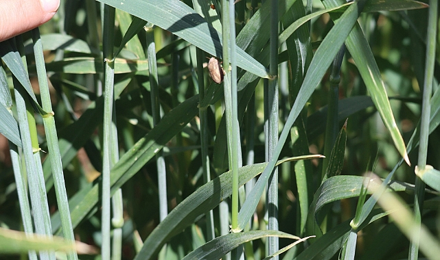 Süne Sürvey çalışmaları devam ediyor.