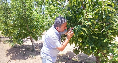 ''ELMA İÇ KURDU ZARARLISI 2.NESİL YUMURTA İLAÇLAMANIZI YAPINIZ''