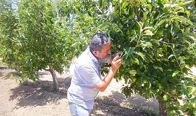 ''ELMA İÇ KURDU ZARARLISI 2.NESİL YUMURTA İLAÇLAMANIZI YAPINIZ''