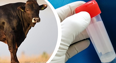 TİGEM’DEN AZERBAYCAN’A İKİNCİ SPERMA İHRACATI