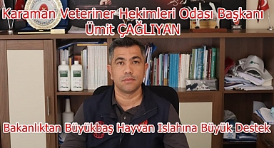 Bakanlıktan Büyükbaş Hayvan Islahına Büyük Destek
