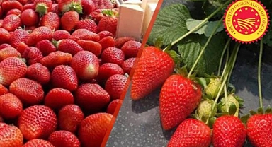 ​HÜYÜK ÇİLEĞİNİN AB TESCİLİ ALMASIYLA TÜRKİYE'NİN AB COĞRAFİ İŞARETLİ ÜRÜN SAYISI 25'E YÜKSELDİ