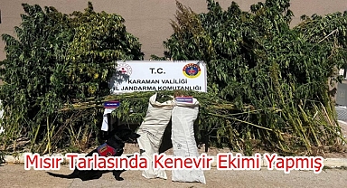 Mısır Tarlasında Kenevir Ekimi Yapmış