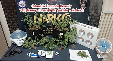 Odunluk Kısmında Kenevir Yetiştirmeye Elverişli Bir Şekilde Yakalandı