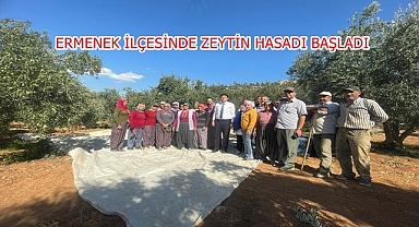 ERMENEK İLÇESİNDE ZEYTİN HASADI BAŞLADI