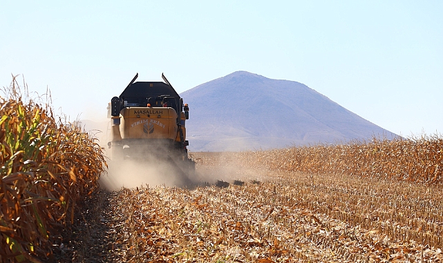 İLİMİZDE MISIR HASADI DEVAM EDİYOR