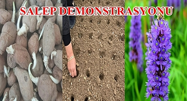 SALEP DEMONSTRASYONU