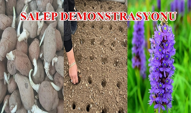 SALEP DEMONSTRASYONU
