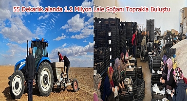 55 Dekarlık alanda 1.2 Milyon Lale Soğanı Toprakla Buluştu