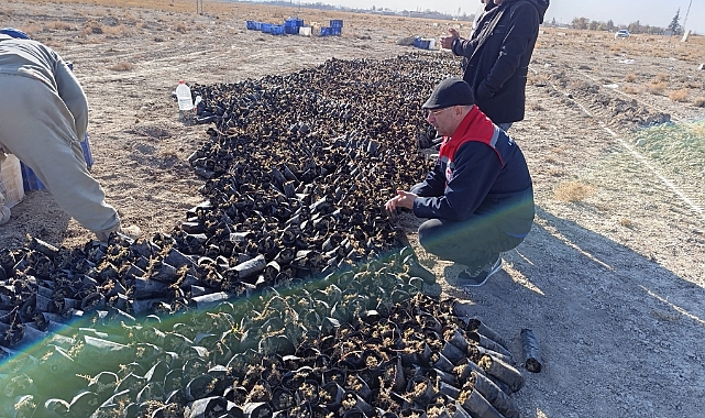 Burunoba köyünde Atriplex ve Kochia Bitkileri' nin dikim işlemlerine başlanıldı