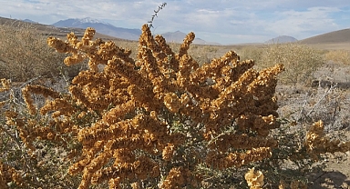Atriplex (Tuz Çalısı) Bitkisinin Gelişim İncelemeleri Yapıldı.