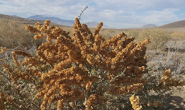 Atriplex (Tuz Çalısı) Bitkisinin Gelişim İncelemeleri Yapıldı.