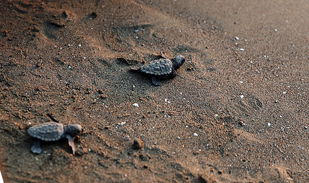 BU YIL 178 BİN 66 YAVRU DENİZ KAPLUMBAĞASI DENİZE ULAŞTI