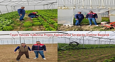 Taşeli Havzası Kalkınma Projesi Kapsamında Seralarda Üretime Başlandı