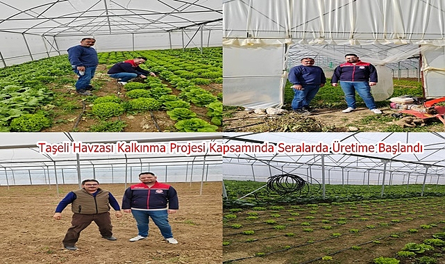 Taşeli Havzası Kalkınma Projesi Kapsamında Seralarda Üretime Başlandı