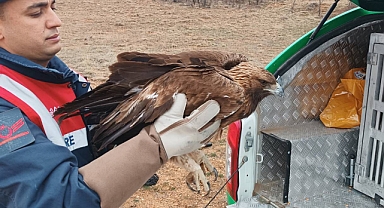 Yaralı Halde Bulunan Kızıl Şahin Kuşu Tedavisinin Yapılarak Doğa Koruma ve Milli Parklar Şube Müdürlüğüne Teslim Edildi