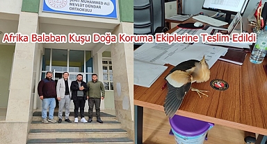 Afrika Balaban Kuşu Doğa Koruma Ekiplerine Teslim Edildi