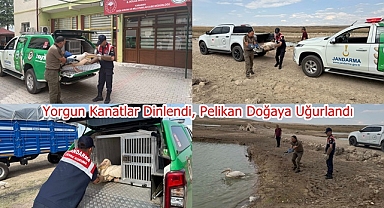 Yorgun Kanatlar Dinlendi, Pelikan Doğaya Uğurlandı