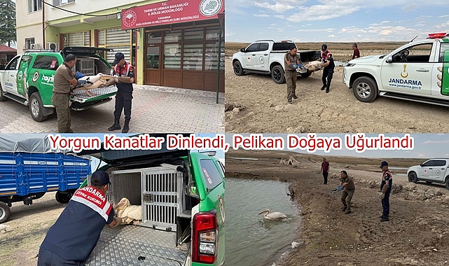 Yorgun Kanatlar Dinlendi, Pelikan Doğaya Uğurlandı