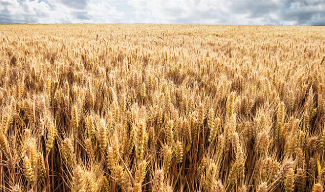 TMO, 2025 Yılı Hububat Alım Ödemelerine Başladı