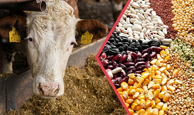 YAKLAŞIK 345 MİLYON LİRALIK TARIMSAL DESTEKLEME ÖDEMESİ HESAPLARA AKTARILIYOR