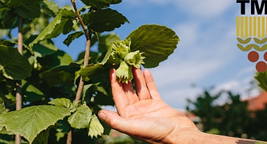 2025-2026 SEZONU KABUKLU FINDIK ALIM FİYATLARI BELİRLENDİ