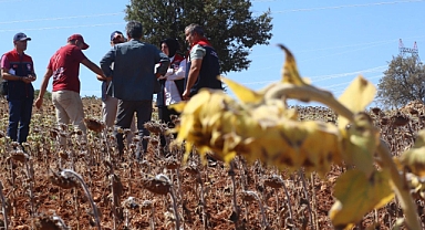 Karaman'da Ayçiçeği Hasadı Yapıldı: Deneme Çalışmaları Yüz Güldürdü
