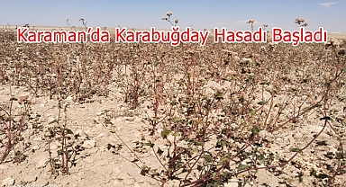 Karaman’da Karabuğday Hasadı Başladı