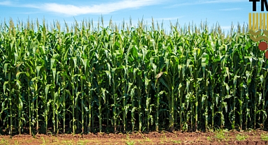 TMO, 2025 Mısır Alım Fiyatını Açıkladı